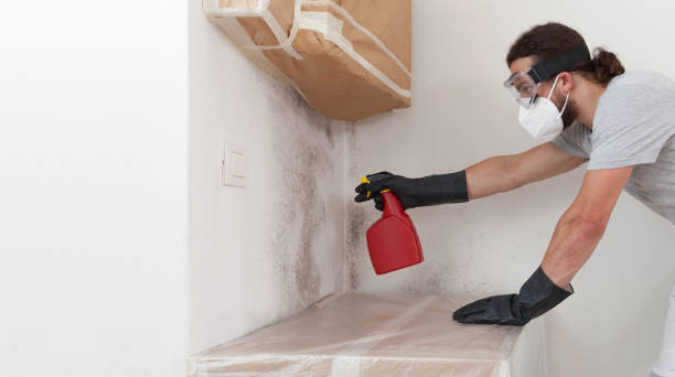 Professional Basement Mold Remediation technician working in Apopka, FL